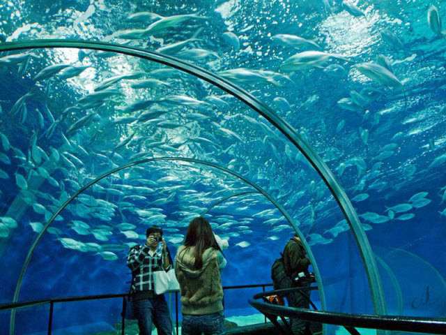 Fish Viewing,Shanghai Ocean Aquarium