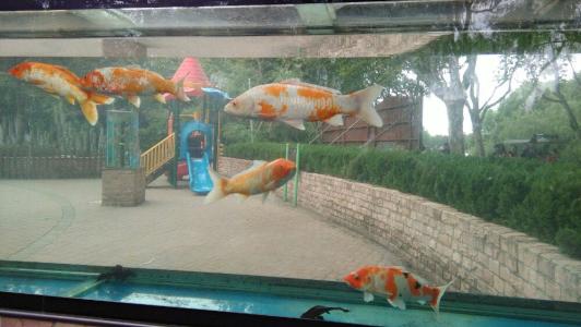 Goldfish Corridor Bank, Shanghai Zoo