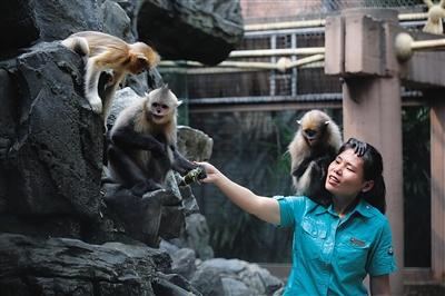 Golden Monkey House, Chengdu Zoo