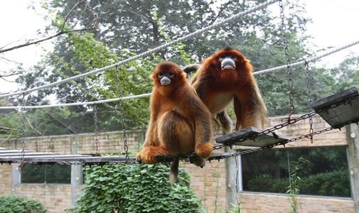Golden Monkey，Chengdu Zoo