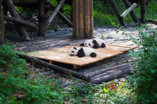 Panda House, Chengdu Zoo