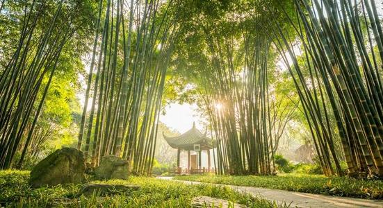 Bamboo Forest，Wangjianglou Park