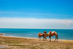 Camel，Qinghai Lake