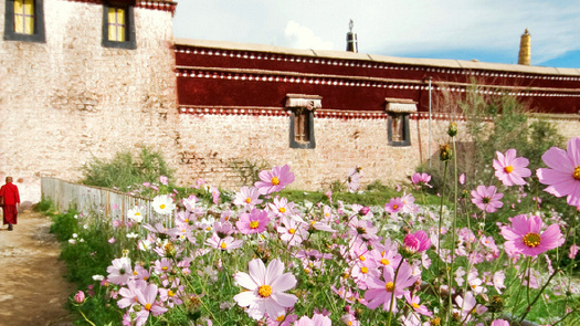 Blooming Flowers In Je College,The Sera Monastery