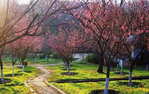 The Plum Blossom Garden，Heilongtan Park