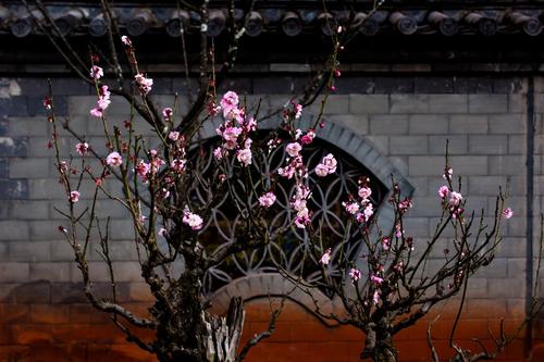 Plum Blossom，Heilongtan Park