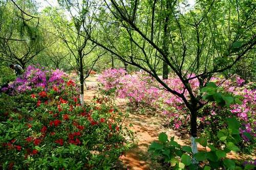 The Rhododendron Valley，Heilongtan Park