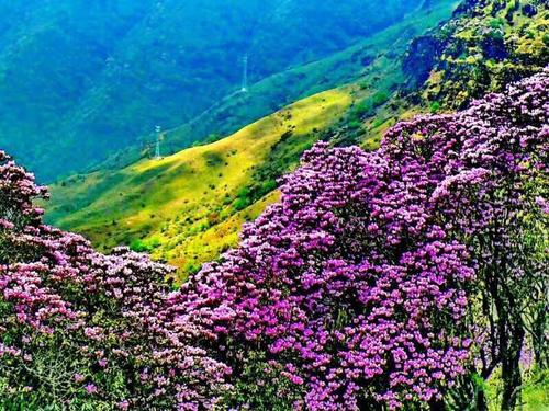Azalea Flowers，Jiaozi Snow Mountain