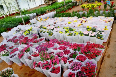 Fresh Cut Flowers，Kunming Dounan Flower Market