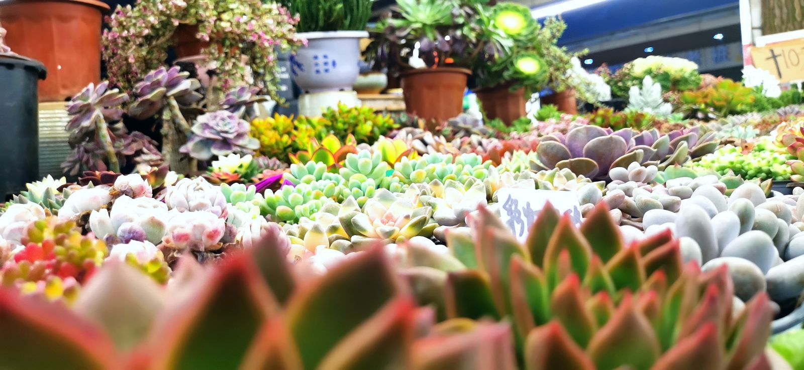 Succulent Plants，Kunming Dounan Flower Market