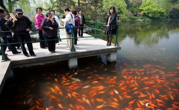 Fish Viewing at the Flower Pond，West Lake