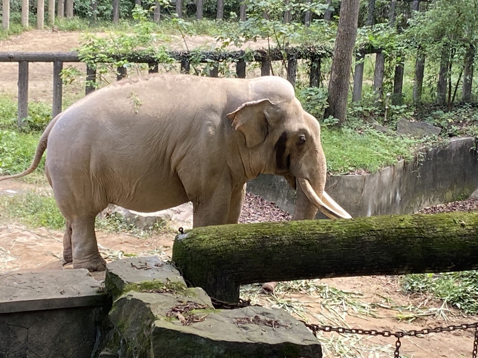 Elephants in Hangzhou Zoo，Hangzhou Zoo