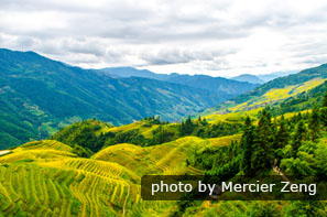 The Longji Rice Terraces in fall