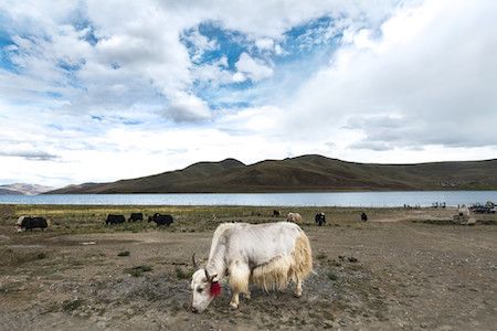 Lhasa Tour with Yamdrok Lake