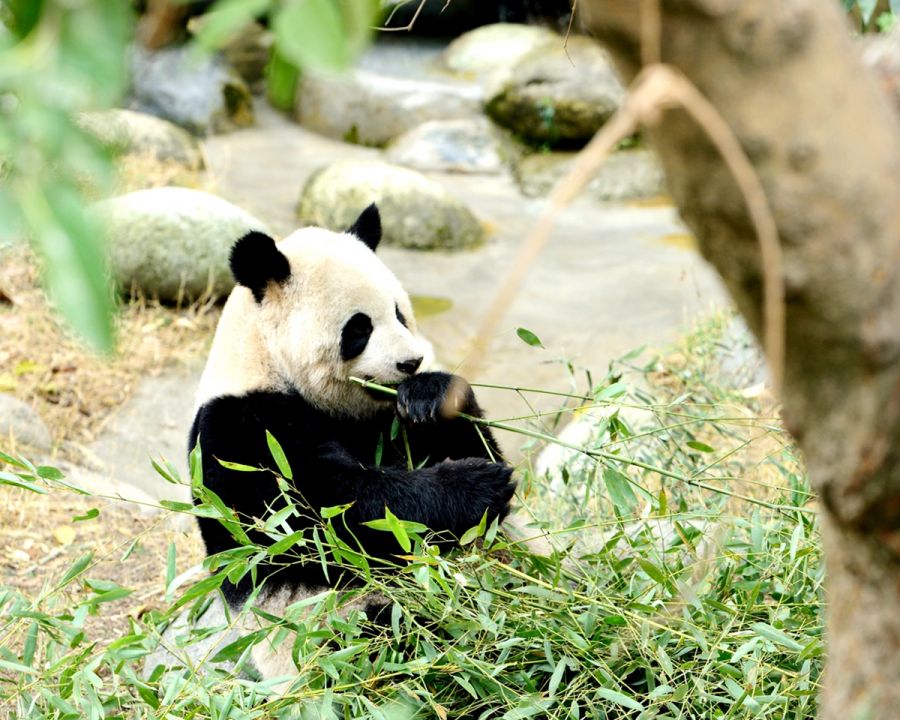 Chengdu Panda Tour with City Top Sights