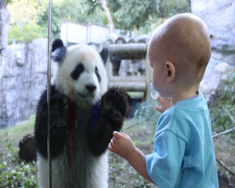 China Golden Triangle Tour with Panda Visit
